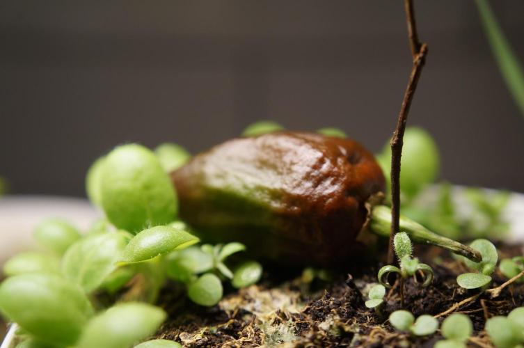 Strawberries & Cola 🍓🥤. Week 0