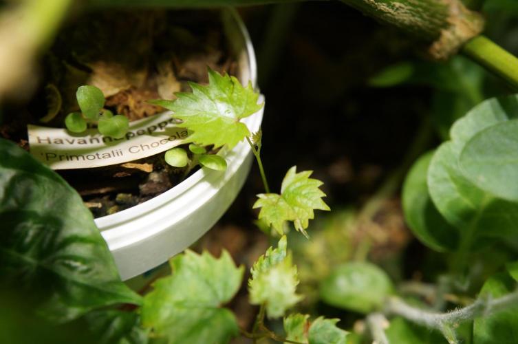 Strawberries & Cola 🍓🥤. Week 0