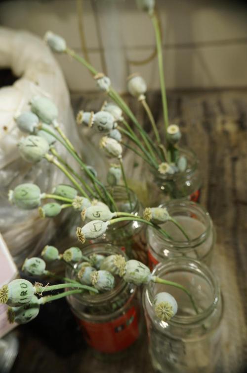 Strawberries & Cola 🍓🥤. Week 0