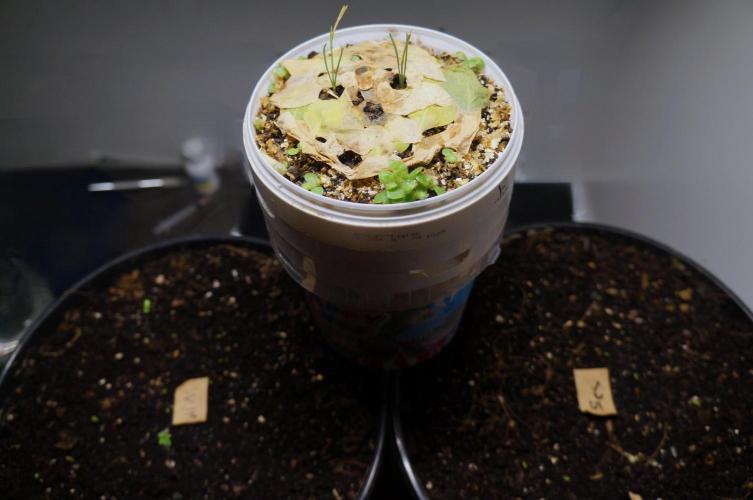 Making a Monster 👾🗿. Week 0 - MM left MaHuang middle and SCS right.