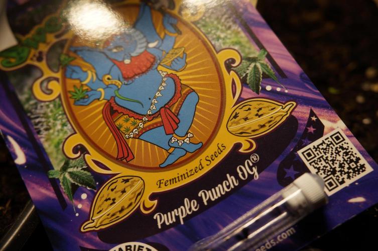 Purple Punch OG① 🍇III. Week 0