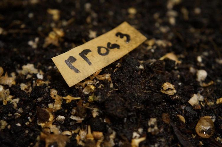 Purple Punch OG① 🍇III. Week 0