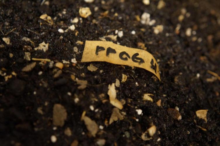 Purple Punch OG② 🍇IV. Week 0