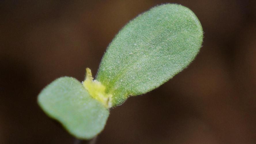 Strawberries & Cola 🍓🥤. Week 0 - Dust mites feasting on decaying plant-matter