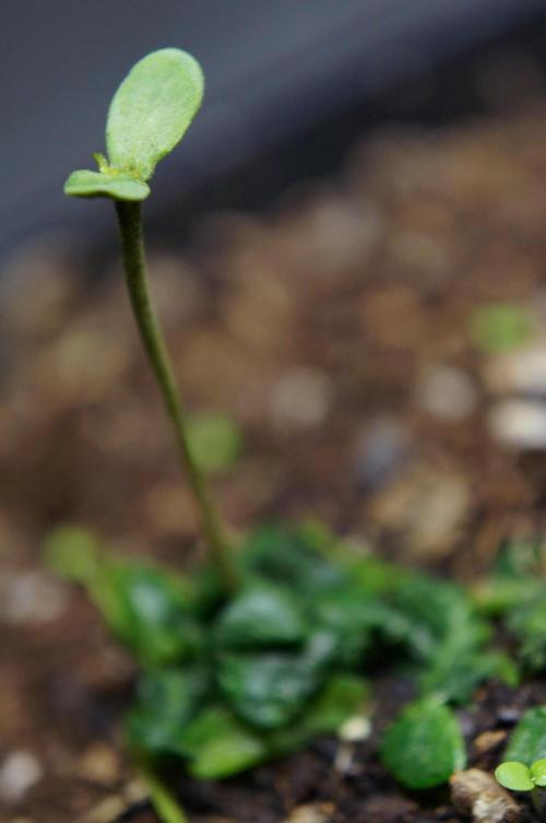 Strawberries & Cola 🍓🥤. Week 0