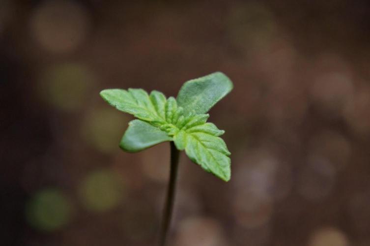 Making Monster(s) 🗿. Week 0