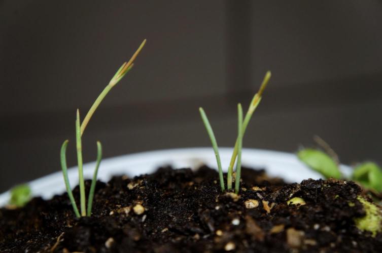 Ma huang / Ephedra sinica. Week 5