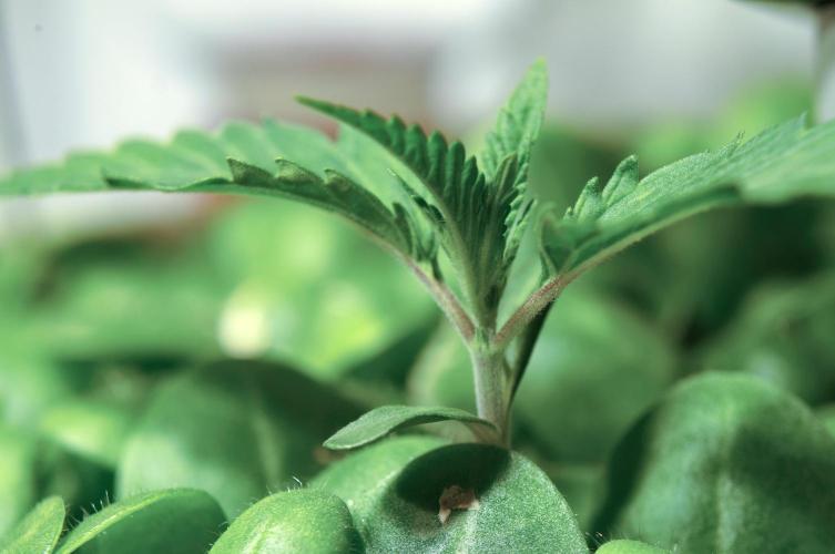 Purple Punch OG🍇II. Week 2