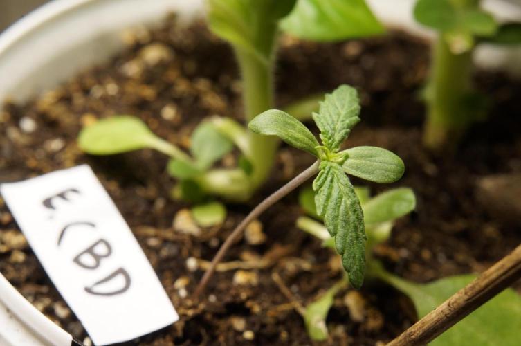 CBD Express🎶. Week 2