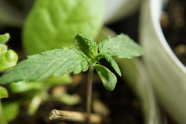 CBD Express🎶. Week 2