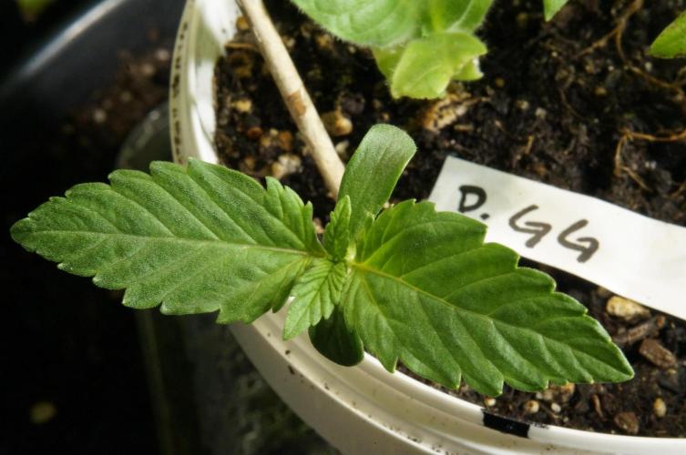 Gorilla Girl🤟. Week 2