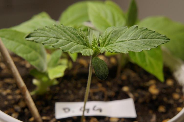 Gorilla Girl🤟. Week 2