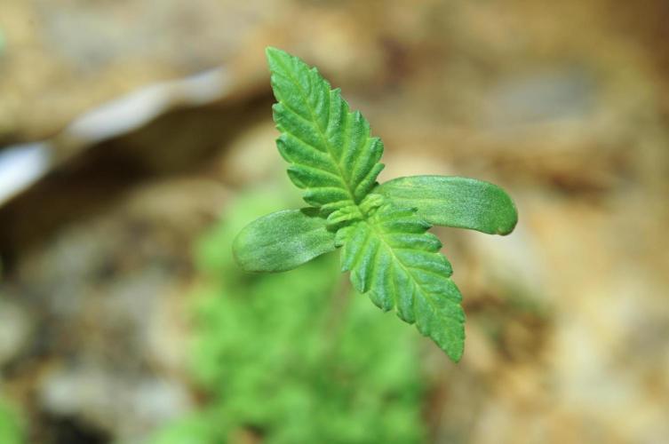 San Fernando Lemon Kush. Week 2