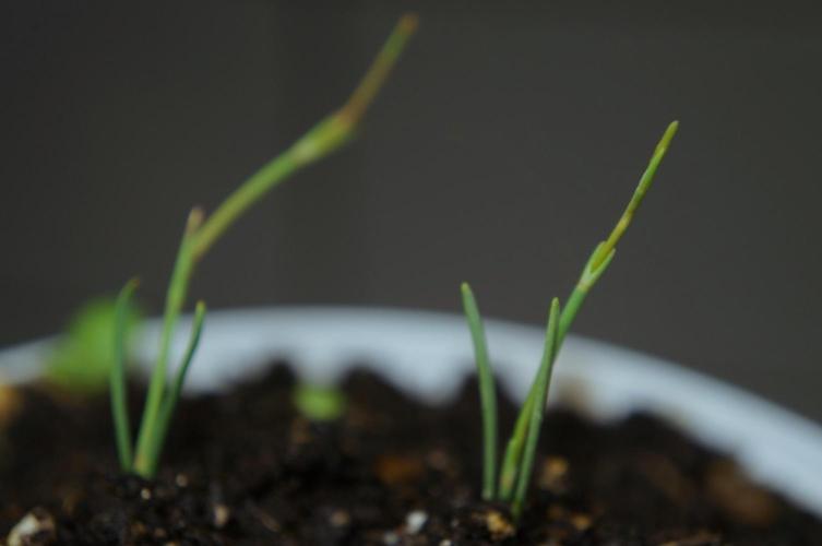 Ma huang / Ephedra sinica. Week 5