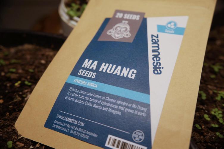 Ma huang / Ephedra sinica II. Week 0