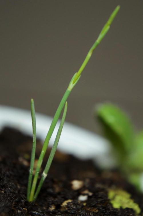 Ma huang / Ephedra sinica. Week 5