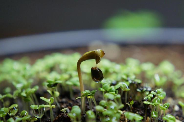 Purple Punch OG🍇IV. Week 0