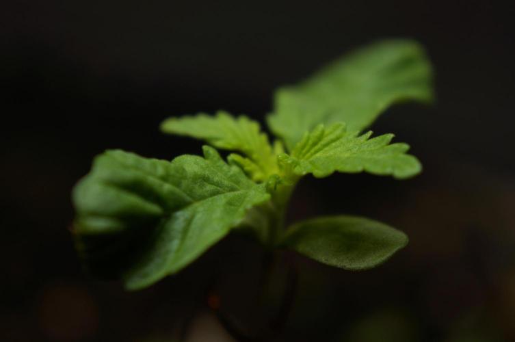 Strawberries & Cola 🍓🥤. Week 2