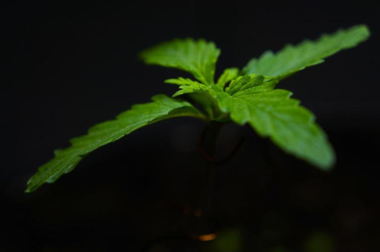 Strawberries & Cola 🍓🥤. Week 2