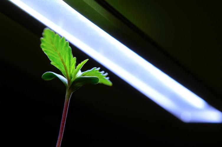 Purple Punch OG🍇IV. Week 2