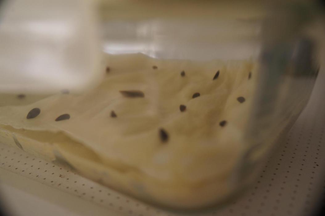 Ma Huang last batch🤯. Week 0