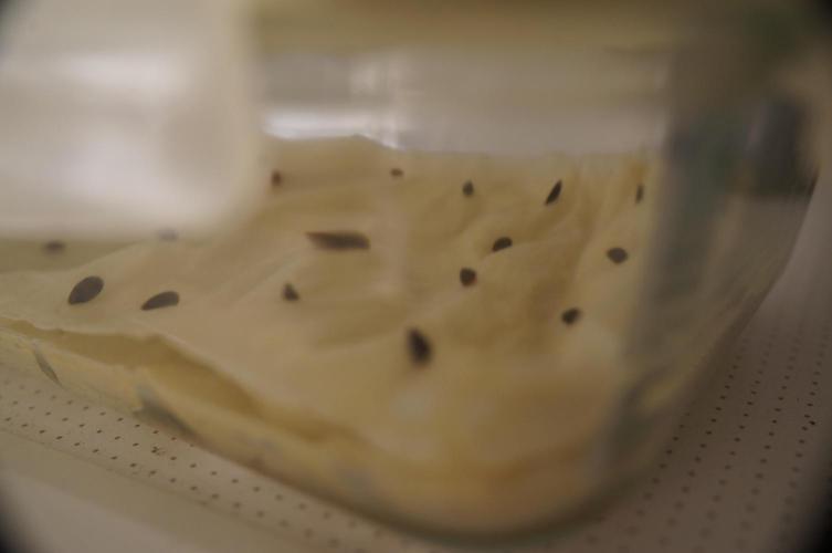 Ma Huang last batch🤯. Week 0