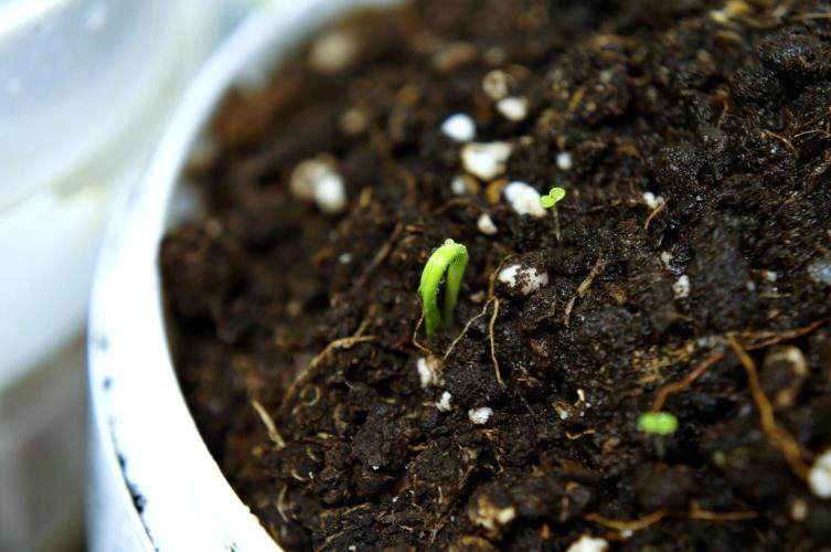 Ma huang / Ephedra sinica II. Week 0