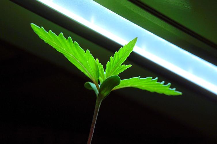 Purple Punch OG🍇IV. Week 2