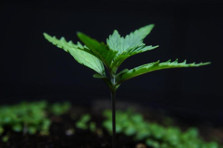 Purple Punch OG🍇IV. Week 2