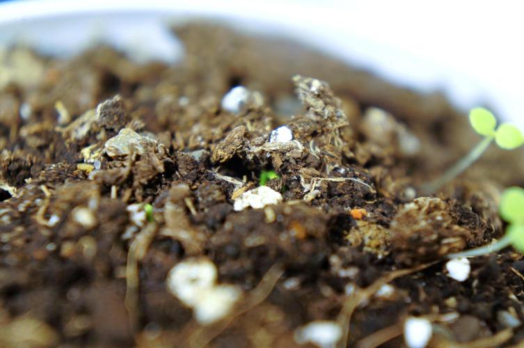 Ma huang / Ephedra sinica II. Week 0