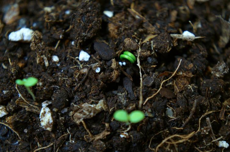 Ma huang / Ephedra sinica II. Week 0