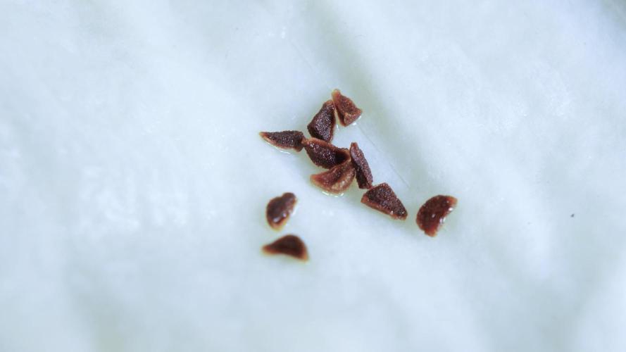 Syrian rue / Peganum harmala II. Week 0