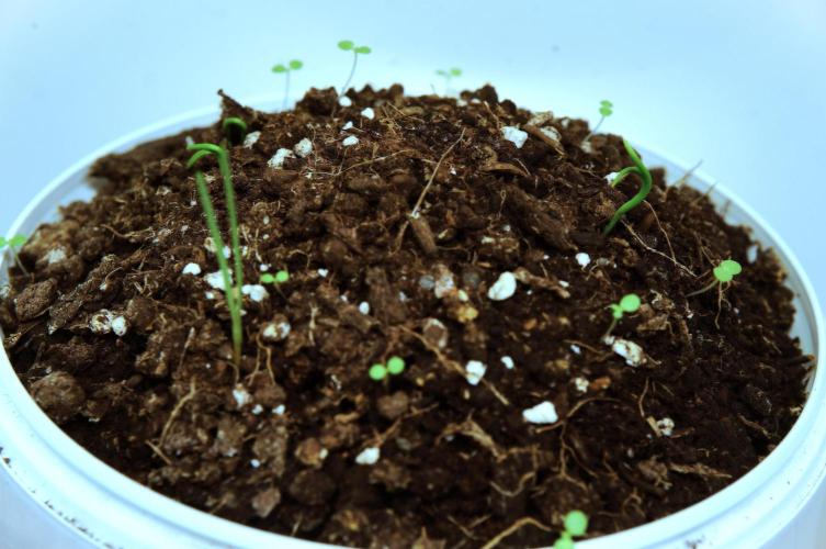 Ma huang / Ephedra sinica II. Week 2