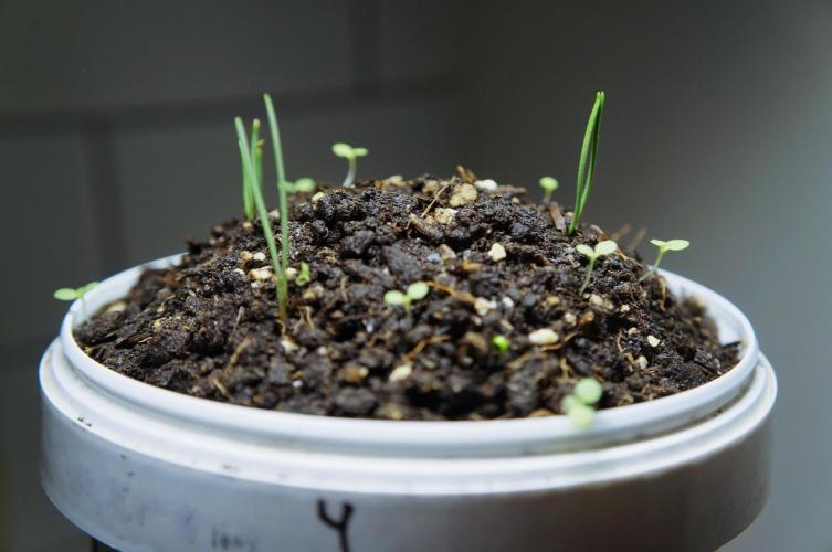 Ma huang / Ephedra sinica II. Week 2