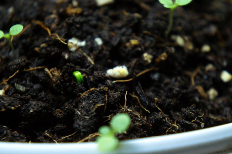 Ma huang / Ephedra sinica II. Week 2