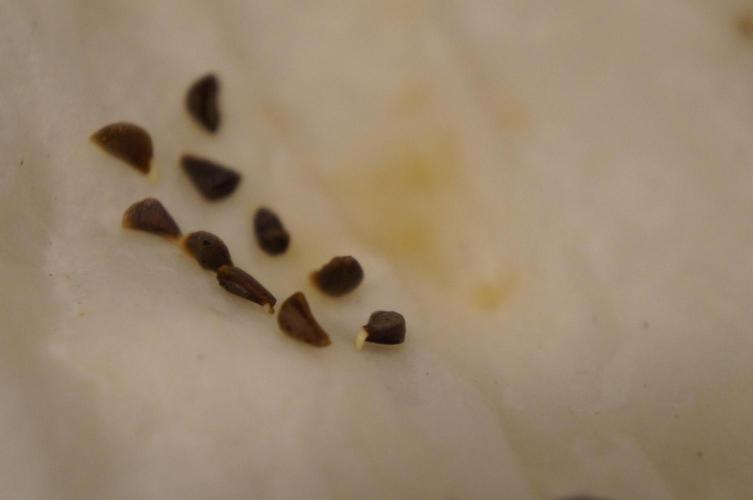 Syrian rue / Peganum harmala II. Week 0