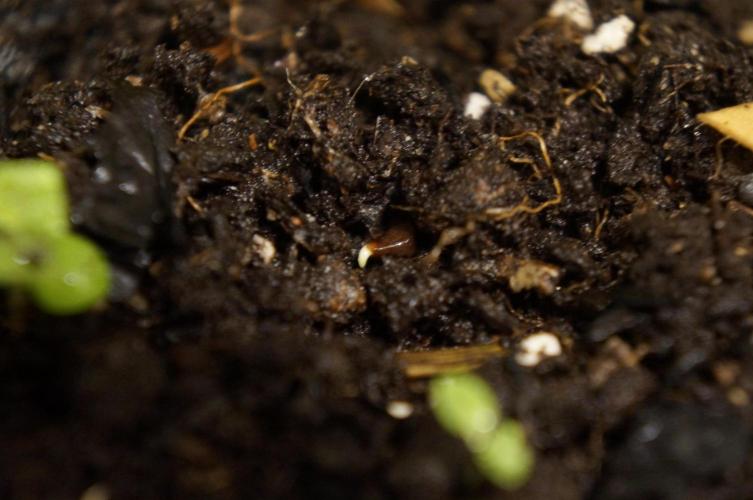 Syrian rue / Peganum harmala II. Week 0