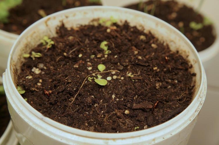 Ma Huang last batch🤯. Week 2