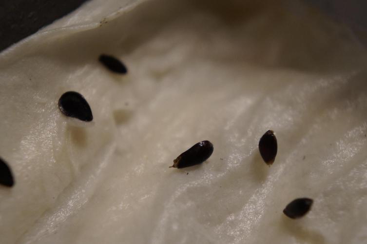 Ma Huang last batch🤯. Week 2