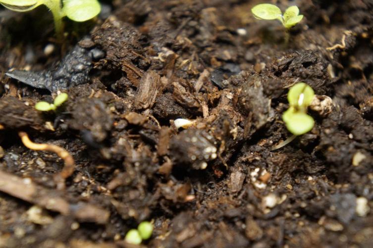 Syrian rue / Peganum harmala II. Week 0