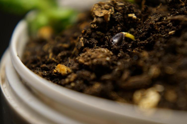 Ma Huang last batch🤯. Week 2