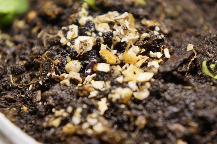 Ma Huang last batch🤯. Week 2