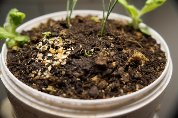 Ma Huang last batch🤯. Week 2