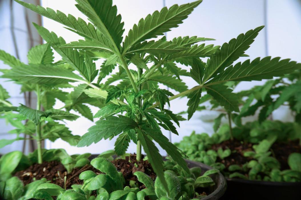 Strawberries & Cola 🍓🥤. Week 4