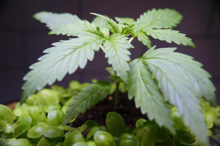 Purple Punch OG🍇IV. Week 3