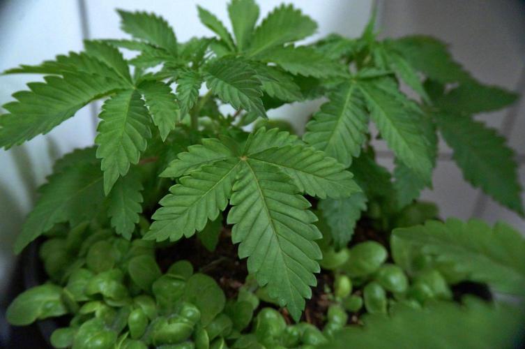 Making Monster(s) 🗿. Week 4