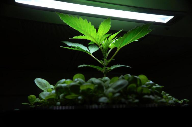 Purple Punch OG🍇IV. Week 3