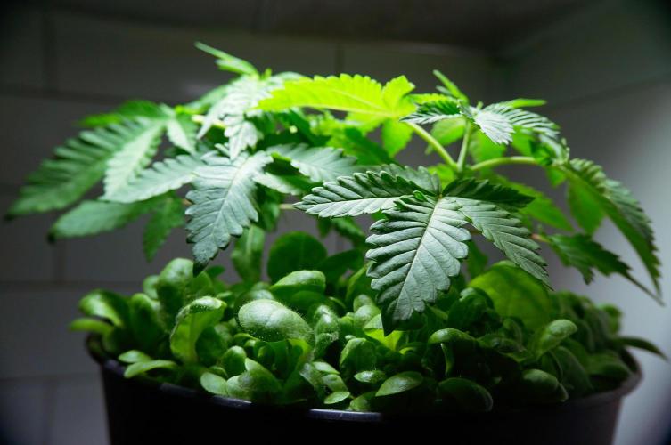 Making Monster(s) 🗿. Week 4