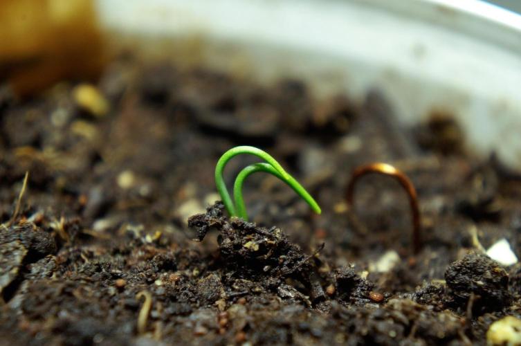 Ma Huang last batch🤯. Week 2