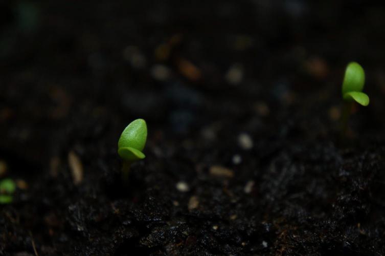 Syrian rue / Peganum harmala II. Week 0